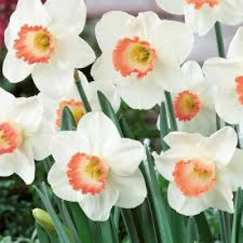 Narcissus Pink charm 